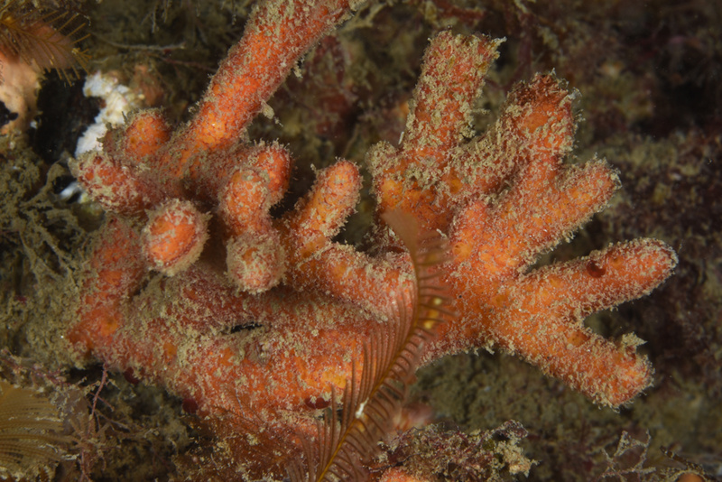 Stelligera stuposa - Sponges (Porifera)