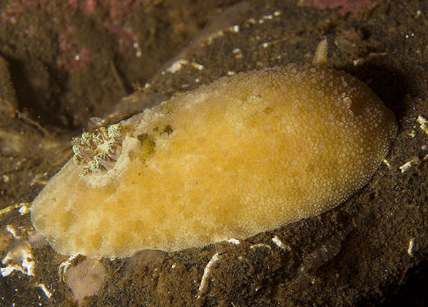 Archidoris pseudoargus - Sea Slugs & Sea Hares (Nudibranchs etc)