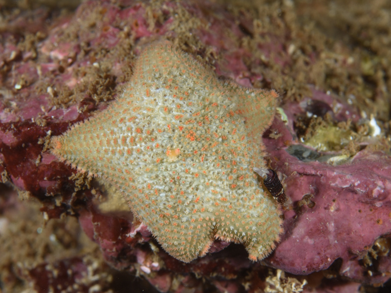 Asterina gibbosa - Starfish (Echinodermata)