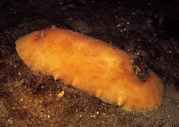 Archidoris pseudoargus - Sea Slugs & Sea Hares (Nudibranchs etc)