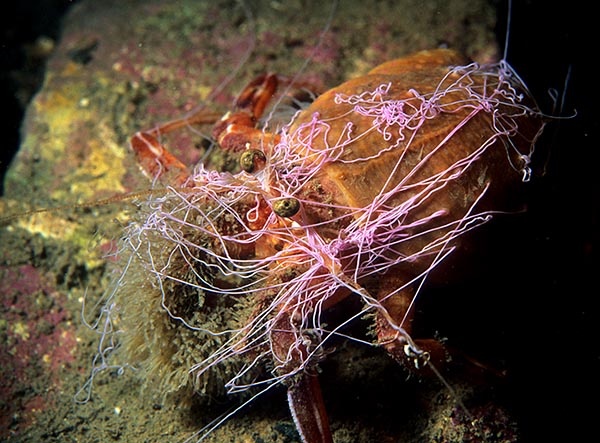 Adamsia palliata - Anemones (Anthozoa)