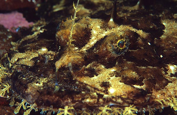Lophius piscatorius - Fishes – bony and cartilagous (Pisces)
