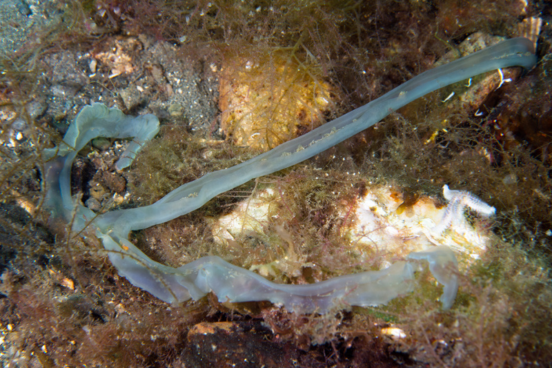 Amalosoma eddystonense - Worms (from various groups)