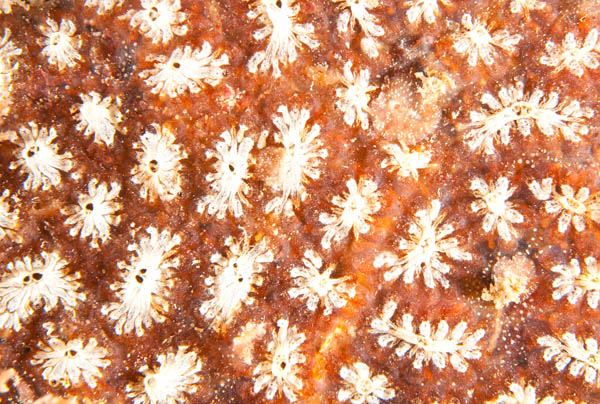 Botryllus schlosseri - Sea Squirts (Tunicata)