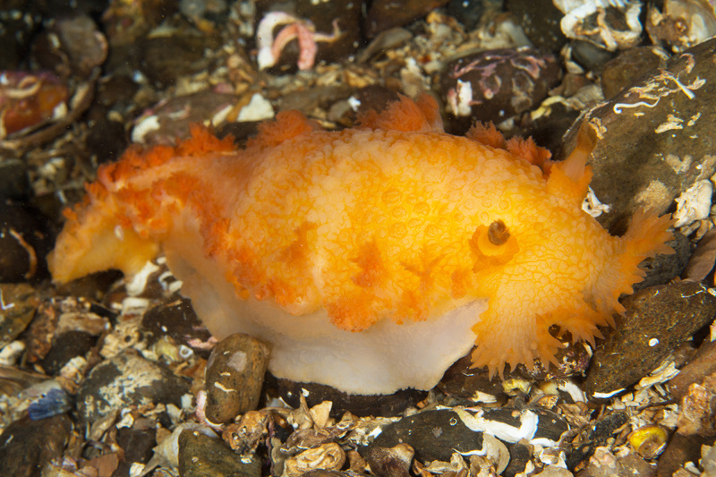Tritonia hombergii - Sea Slugs & Sea Hares (Nudibranchs etc)