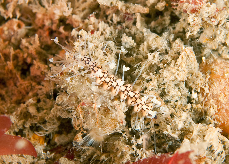 Amblyosyllis formosa - Worms (from various groups)