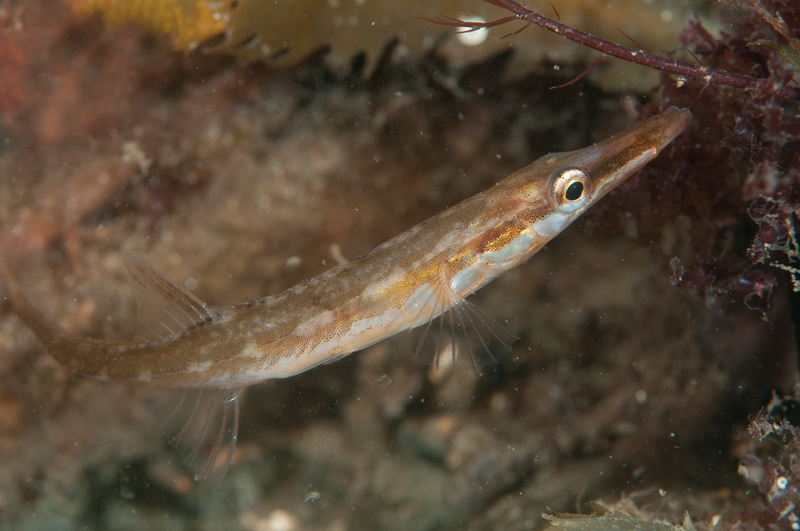 Spinachia spinachia - Fishes – bony and cartilagous (Pisces)