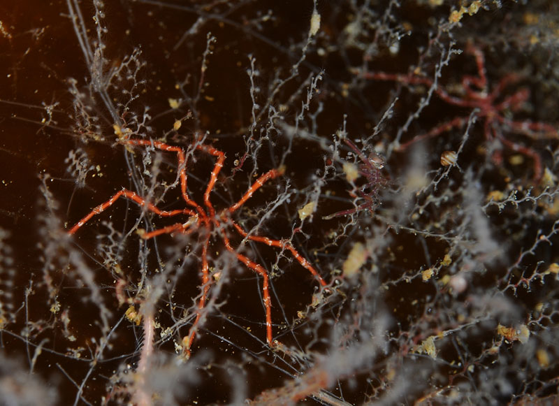 Nymphon gracile - Sea Spiders