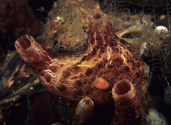 Pyura microcosmus - Sea Squirts (Tunicata)