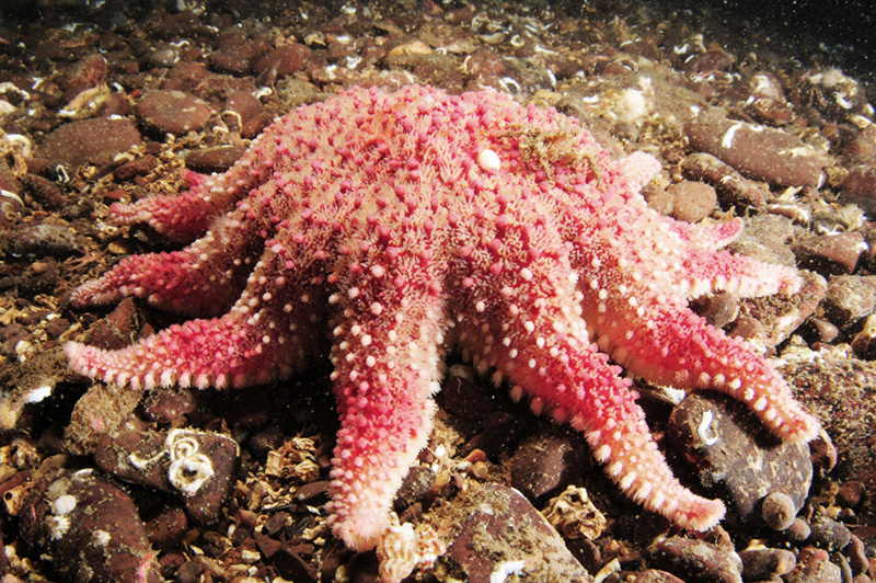 Crossaster papposus - Starfish (Echinodermata)