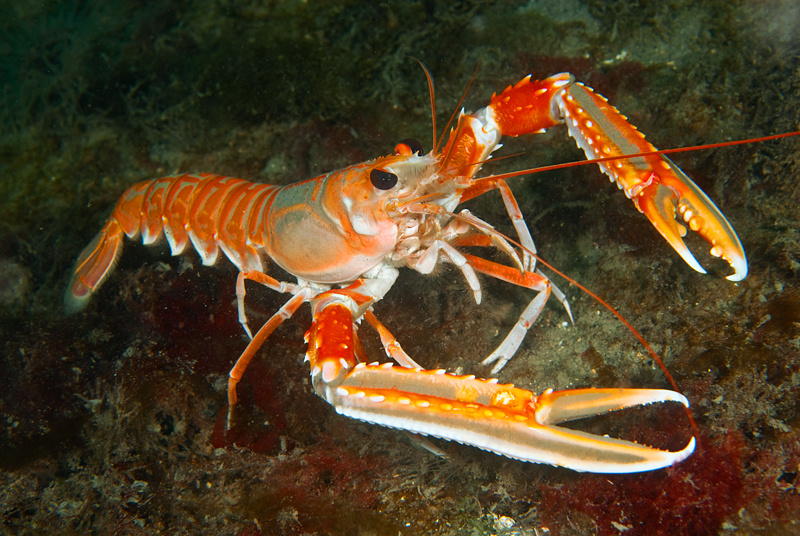 Nephrops norvegicus - Crabs, Lobsters, Shrimps & Prawns etc (Crustacea)