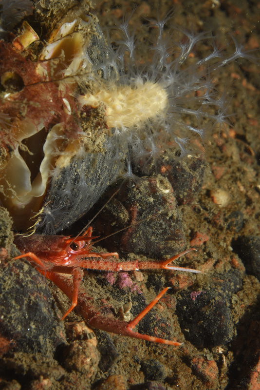 Scottish sea loch - Habitat Scenes