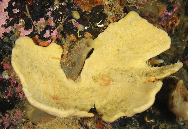 Axinella infundibuliformis - Sponges (Porifera)