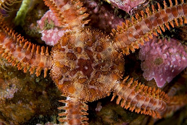 Ophiopholis aculeata - Starfish (Echinodermata)