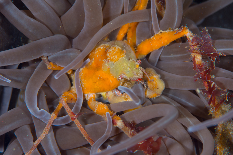 Inachus phalangium - Crabs, Lobsters, Shrimps & Prawns etc (Crustacea)