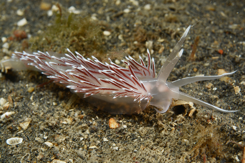 Fjordia sp. - Sea Slugs & Sea Hares (Nudibranchs etc)