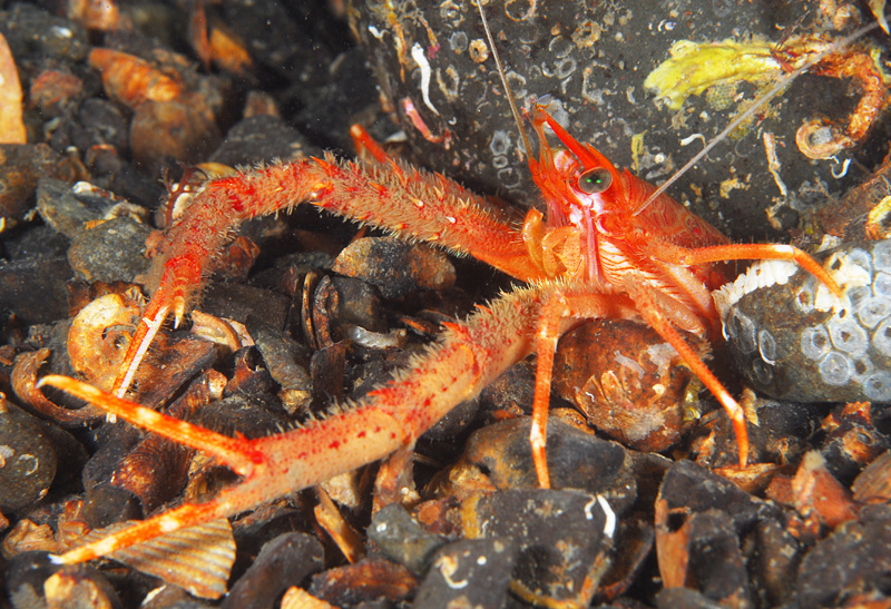 Munida rugosa - Crabs, Lobsters, Shrimps & Prawns etc (Crustacea)
