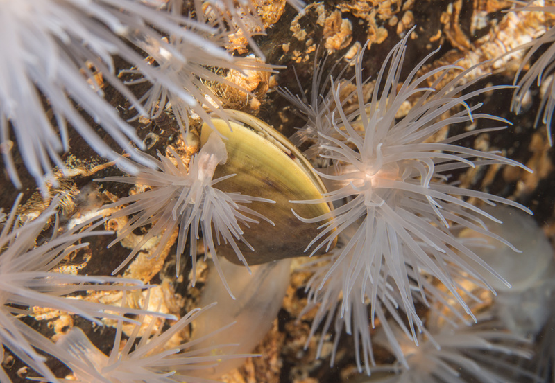 Scottish sea loch - Habitat Scenes