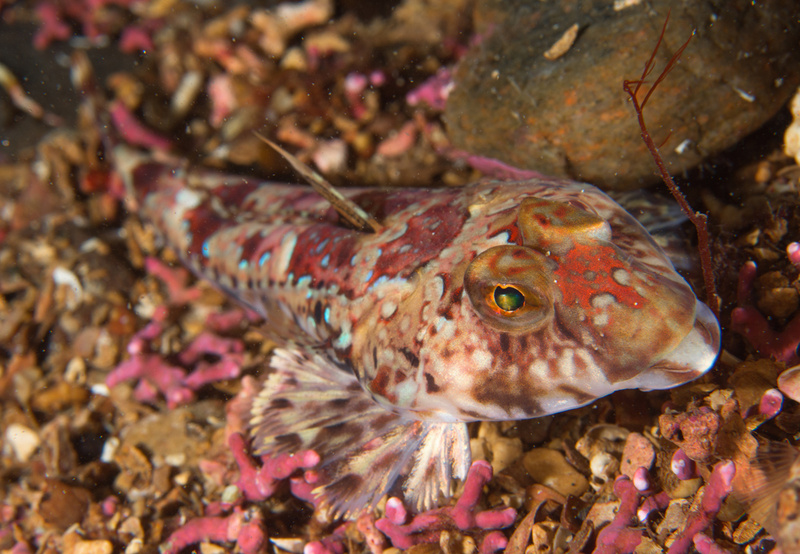 Callionymus reticulatus - Fishes – bony and cartilagous (Pisces)