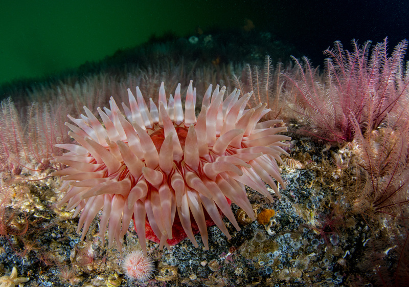 Scottish sea loch - Habitat Scenes