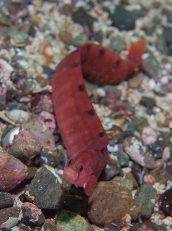 Pholis gunnellus - Fishes – bony and cartilagous (Pisces)
