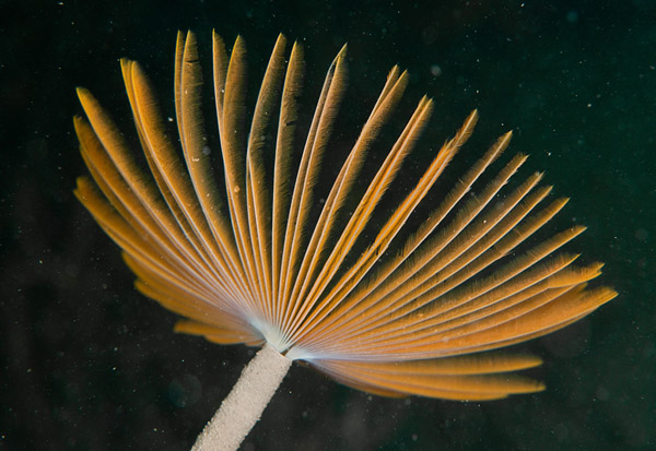 Sabella pavonina - Worms (from various groups)