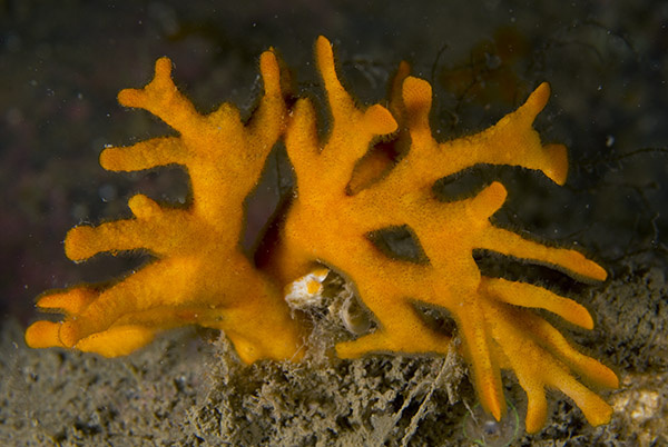 Porella compressa - Sea Mats (Bryozoa)