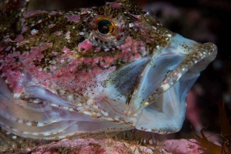 Taurulus bubalis - Fishes – bony and cartilagous (Pisces)
