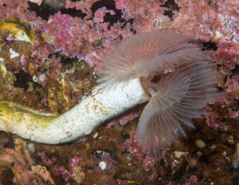 Protula tubularia - Worms (from various groups)