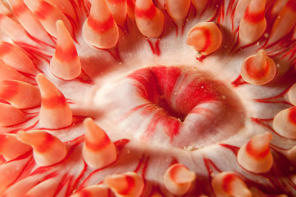 Urticina felina - Anemones (Anthozoa)