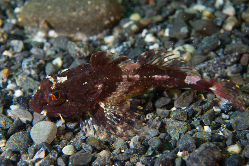 Taurulus bubalis - Fishes – bony and cartilagous (Pisces)
