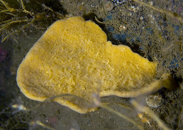 Axinella infundibuliformis - Sponges (Porifera)
