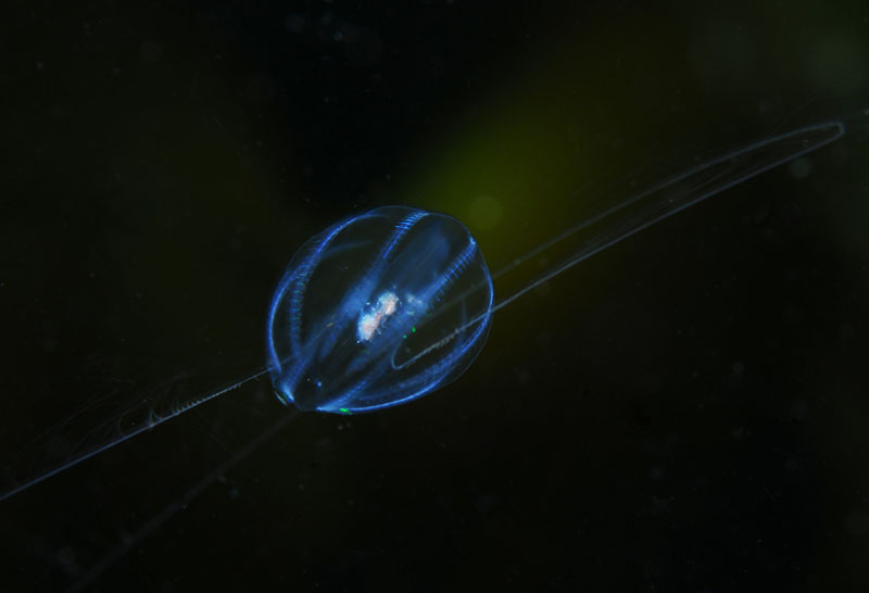 Pleurobrachia pileus - Jellyfish and 'jelly-like' animals