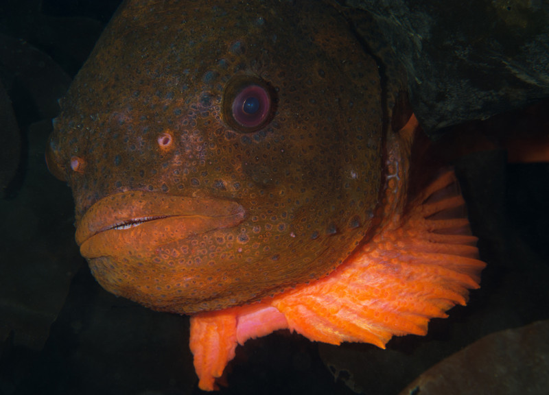 Cyclopterus lumpus - Fishes – bony and cartilagous (Pisces)