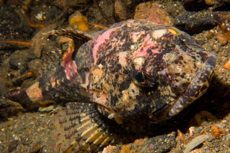 Myoxocephalus scorpius - Fishes – bony and cartilagous (Pisces)