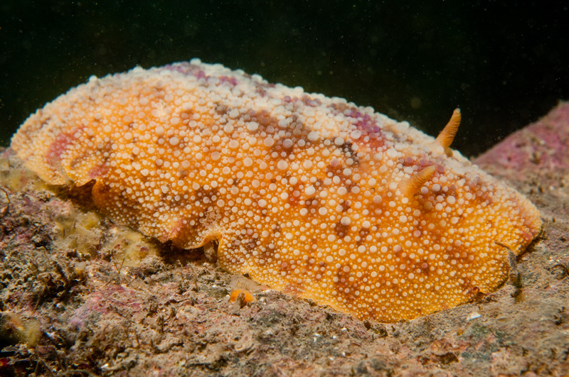 Archidoris pseudoargus - Sea Slugs & Sea Hares (Nudibranchs etc)