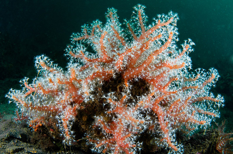 Alcyonium glomeratum - Corals (Anthozoa)