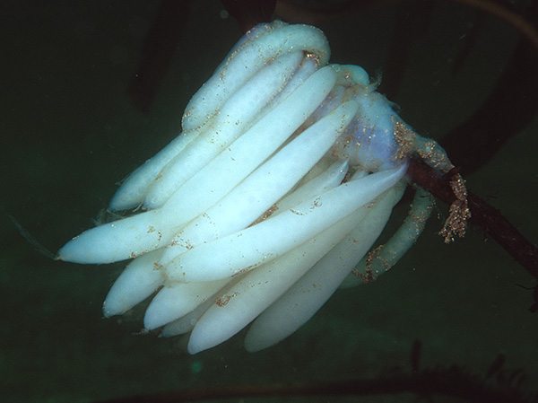 Loligo vulgaris egg mass - Octopus, Squid & Cuttlefish (Cephalopoda)