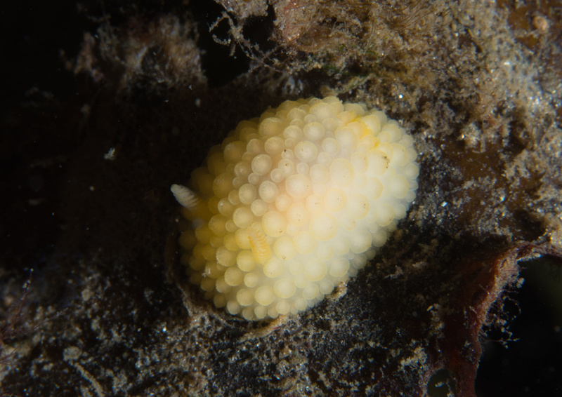 Onchidoris muricata - Sea Slugs & Sea Hares (Nudibranchs etc)
