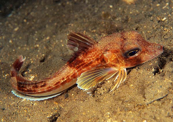 Eutrigla gurnardus - Fishes – bony and cartilagous (Pisces)