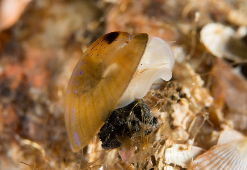Patella pellucida - Sea Snails, Bivalves & Lamp Shells (Mollusca etc)