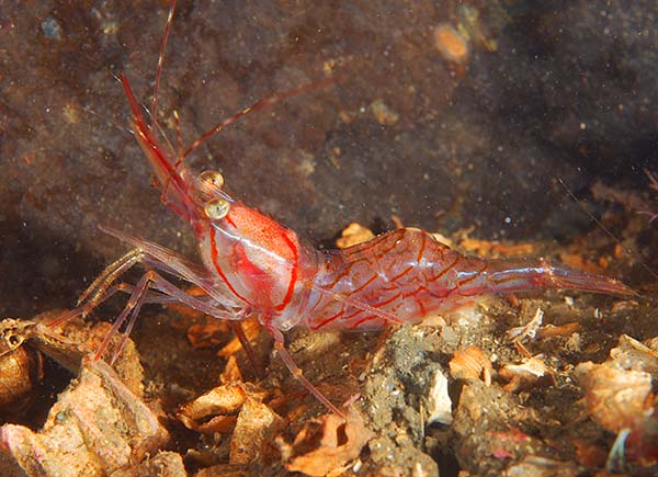 Pandalus montagui - Crabs, Lobsters, Shrimps & Prawns etc (Crustacea)