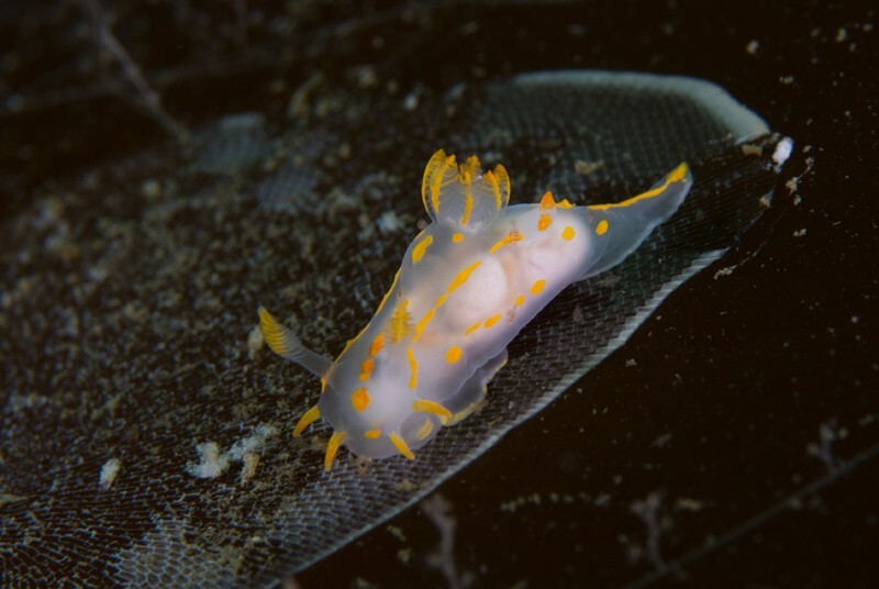 Polycera quadrilineata with parasites - Sea Slugs & Sea Hares (Nudibranchs etc)