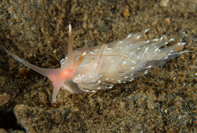 Facelina bostoniensis - Sea Slugs & Sea Hares (Nudibranchs etc)