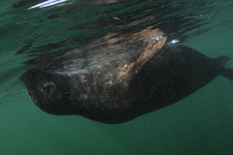 Grey Seal - Halichoerus grypus - Grey Seals