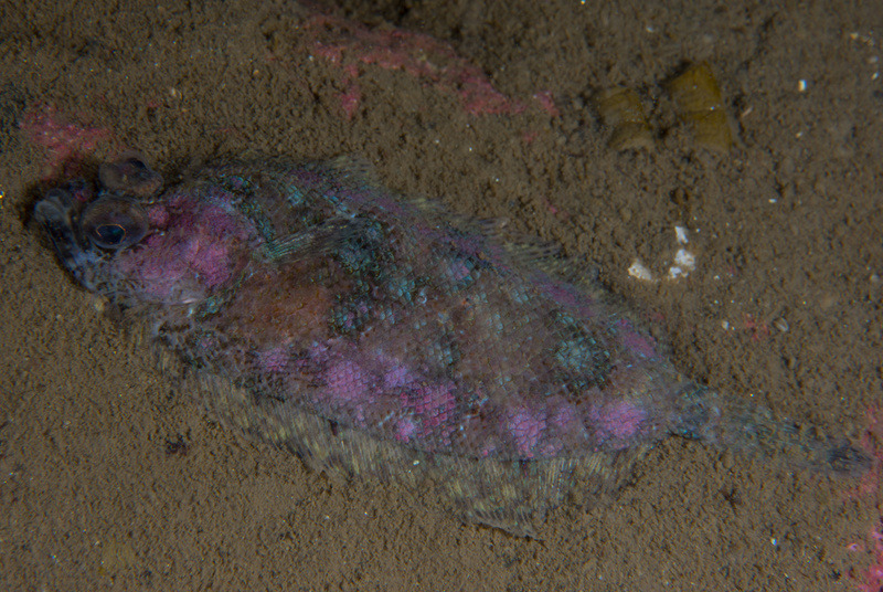 Phrynorhombus norvegicus - Fishes – bony and cartilagous (Pisces)