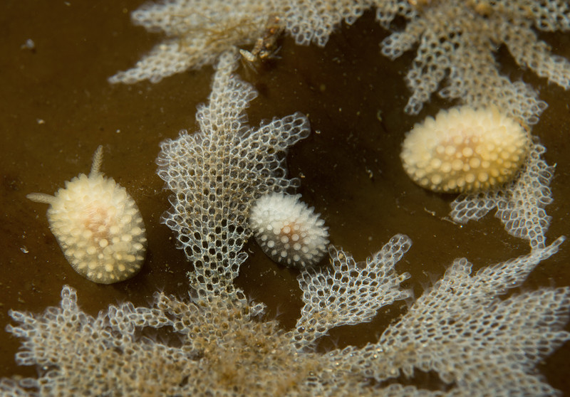 Adalaria proxima - Sea Slugs & Sea Hares (Nudibranchs etc)
