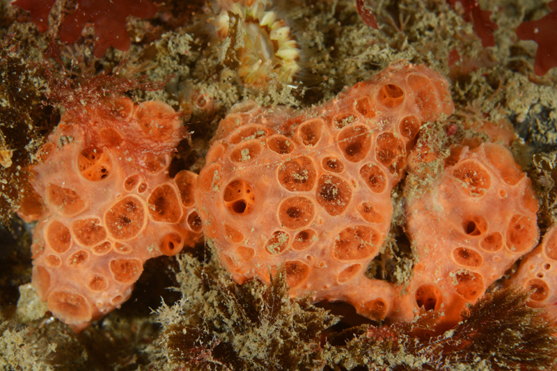 Phorbas fictitius - Sea Squirts (Tunicata)