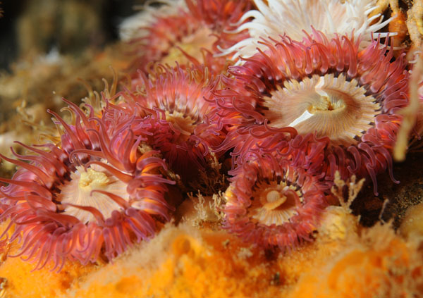 Sagartia elegans rosea - Anemones (Anthozoa)