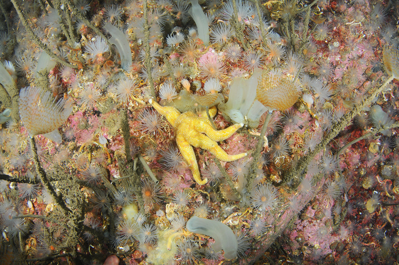 Scottish sea loch - Habitat Scenes